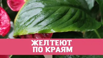 Спатифиллум / Spathiphyllum - «Спатифиллум в домашних условиях, уход мой  отзыв. Почему сохнут листья и как сделать, чтобы спатифиллум зацвел» |  отзывы