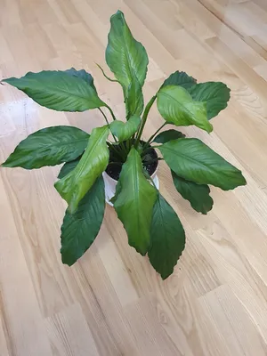 Спатифиллум / Spathiphyllum - «Магическое растение для каждой женщины!  Развею все мифы, и расскажу о \"правильном\" уходе, и благоприятном для  Спатифиллума.» | отзывы