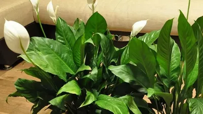 Спатифиллум купить в Москве с доставкой в интернет магазине Pilea