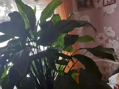 Спатифиллум Шопен 9/30 купить в Москве с доставкой в интернет магазине Pilea