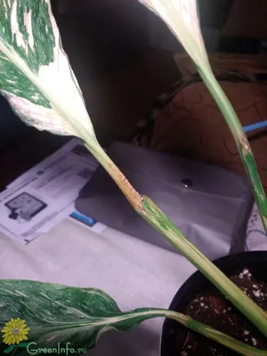 Спатифиллум - Spathiphyllum. Уход за спатифиллумом, видео