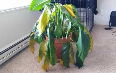 Спатифиллум - купить, Женское счастье. Spathiphyllum. Доставка Киев, Украина