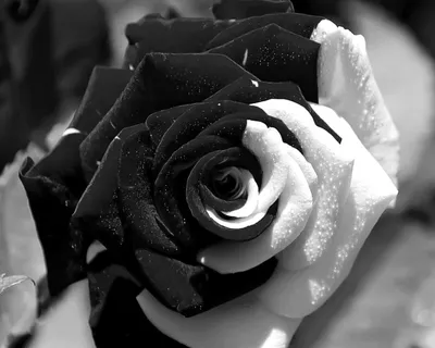 Черно белое фото розы фотографии