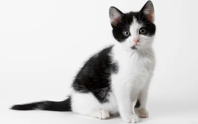 Черно белой кошки фотографии