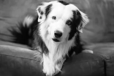 Черно белые фото собак фотографии