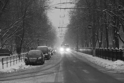 Картинка Зима в лесу » Черно-белые » Картинки 24 - скачать картинки  бесплатно