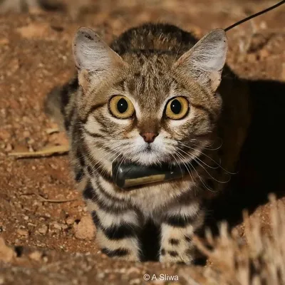 Фото черноногой кошки: бесплатное скачивание jpg