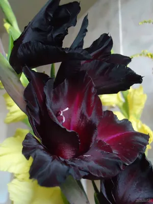 Gladiolus - Chernyy Ivanov Aleksandr | Dark flowers, Beautiful flowers,  Unusual flowers