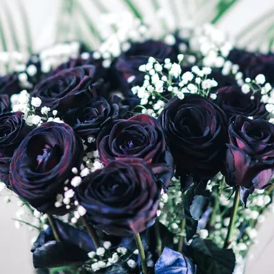 Букет 19 черных роз с гипсофилой купить с доставкой в СПб