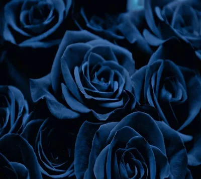 Темные розы (63 фото) | Голубые розы, Розы, Черные розы