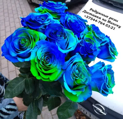 Черные, радужные и синие розы - миф или реальность? | Жизнь, творчество и  материнство | Дзен