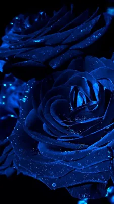 Синие розы – эмблема… мечты? - Flowers.ua