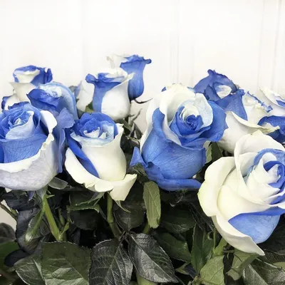 Обои 11 pro max xs xr x 6 6s 7 8 plus | Голубые розы, Черные розы, Красивые  розы
