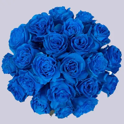 Синие розы в Минске. Чёрные розы, Голубые розы. 2024 | ВКонтакте