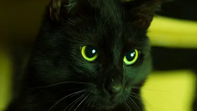 Черные кошки с зелеными глазами: фото для обоев на рабочий стол