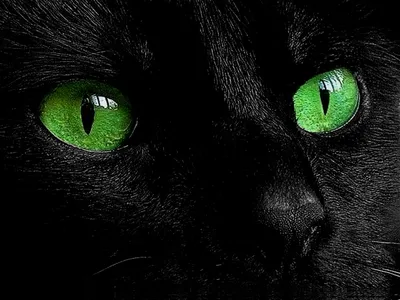 Черные кошки с зелеными глазами: изображения для дизайна и рекламы