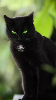 Фотографии черных кошек с зелеными глазами: скачивайте бесплатно в webp