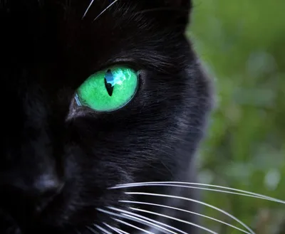 Черные кошки с зелеными глазами: стильные картинки в разных форматах