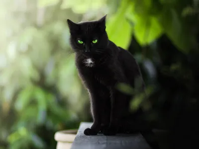 Стоковые фотографии черных кошек с зелеными глазами в формате webp
