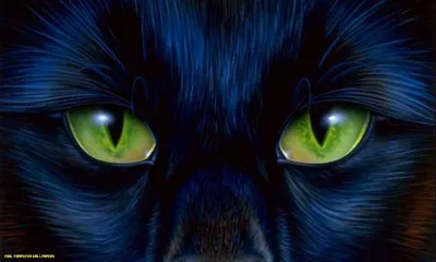 Бесплатные изображения черных кошек с зелеными глазами: png формат