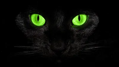 Черные кошки с зелеными глазами: потрясающие фотографии в webp