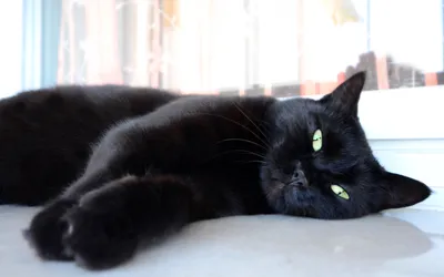 Фото черных кошек с зелеными глазами: скачать в разных размерах jpg