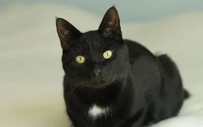 Черные кошки на абстрактном фоне: png изображения высокого качества