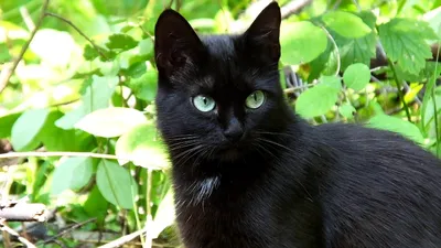 Черные кошки с зелеными глазами: красивые фотографии для дизайна