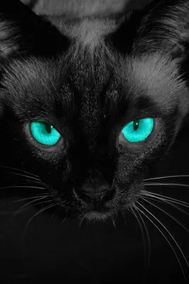 Черные кошки с зелеными глазами: фоторамки для ваших изображений