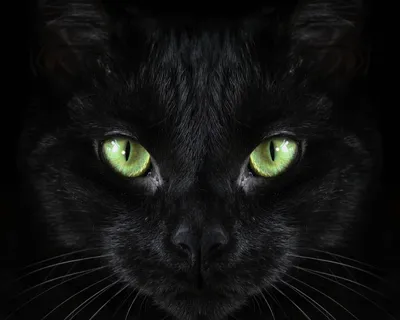 Черные кошки с зелеными глазами: красивые изображения в высоком качестве
