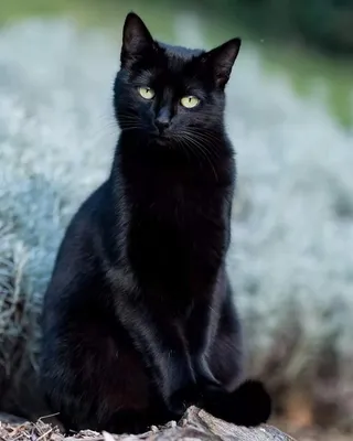 Картины черных кошек с зелеными глазами: скачать в webp формате