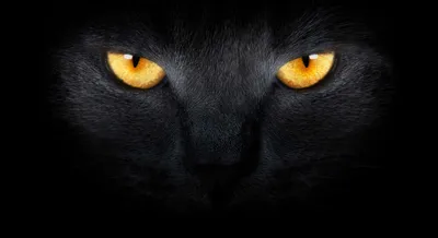 Черные кошки с зелеными глазами: коллекция изображений в png формате