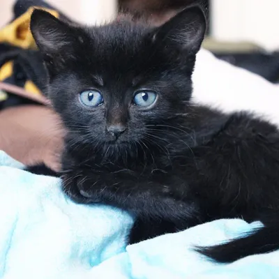 Фотографии черных кошек на белом фоне: скачать бесплатно в jpg
