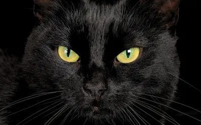 Черные кошки с зелеными глазами: потрясающие изображения в высоком разрешении