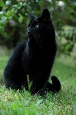 Абстрактный фон с черными кошками с зелеными глазами: jpg формат