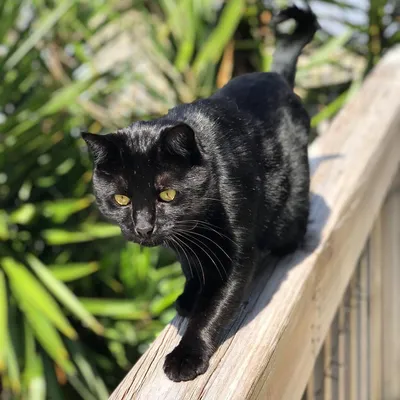 Черные кошки с зелеными глазами: серия качественных изображений