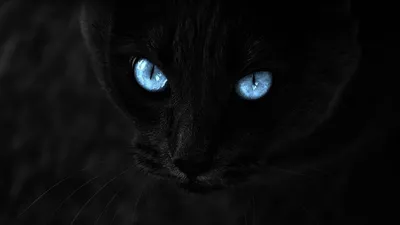 Фотографии черных кошек с зелеными глазами: скачивайте бесплатно в webp формате