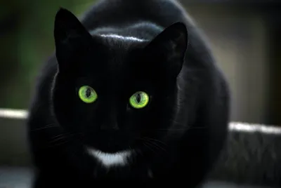 Фото черных кошек на фоне природы: скачать бесплатно в png