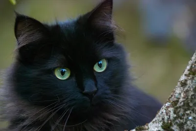 Серия черных кошек с зелеными глазами: фото в хорошем качестве