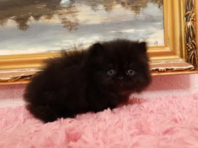 [33+] Черные персидские кошки фото
