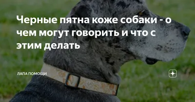 Кожные заболевания у собак симптомы и лечение 🐱 | Ветеринарная клиника  Ветдоктор