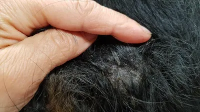 У Йорка на петле чёрные точки и прыщ, бесплатная консультация ветеринара -  вопрос задан пользователем Женечка Данилова про питомца: собака Йоркширский  терьер