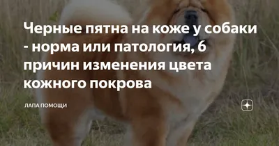 Беременности у собак: признаки, этапы протекания, уход - советы и  рекомендации от специалистов Зоодом Бегемот