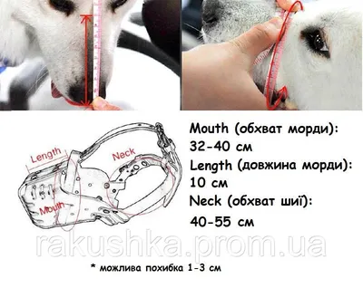 Кожные заболевания у собак симптомы и лечение 🐱 | Ветеринарная клиника  Ветдоктор