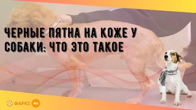 Совет носа черной собаки, взорвать Большие ноздри домашних животных  Концепция: Благоразумие запаха Стоковое Изображение - изображение  насчитывающей цвет, щенок: 168915935