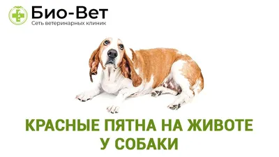 Витилиго у собак и кошек Мир хвостатых - журнал о домашних питомцах.