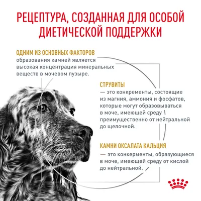 Генетика окрасов собак, классификация и описание окраса шерсти собаки