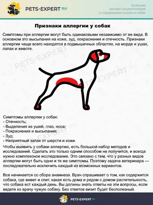 Черный акантоз у таксы - Такса-сайт