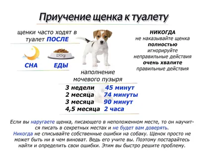 Прохожие случайно обнаружили возле дачных домов сидящий на цепи скелет |  Любовь Бойкова | Дзен