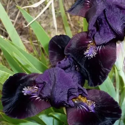 Ирис черный ирис черные цветы акварель рисунок иллюстрация цветов Iris  black iris black flowers watercolor ill… | Иллюстрации цветов, Иллюстрации  растений, Рисунок